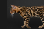 Bengal kittens for sale near me snow bengal snow lynx and snow mink